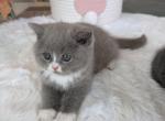 Cinnamon Scottish straight girl - Scottish Straight Kitten For Sale - Champions Gate&comma; FL&comma; US