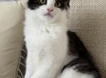 Mix Turkish Van & Ragdoll - Turkish Van Kitten For Sale - 