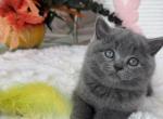 Scottish straight boy blue - Scottish Straight Kitten For Sale - Champions Gate&comma; FL&comma; US