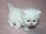 CFA White Male Persian Kitten Creampuff - Persian Kitten For Sale - Stanton&comma; MO&comma; US