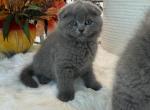Scottish fold blue boy - Scottish Fold Kitten For Sale - Champions Gate&comma; FL&comma; US