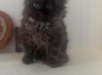 Tito - Ragdoll Kitten For Sale - Oklahoma City&comma; OK&comma; US