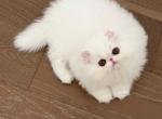 Fluffy - Persian Kitten For Sale - San Francisco&comma; CA&comma; US