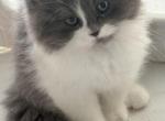 Luis - Ragdoll Kitten For Sale - Oklahoma City&comma; OK&comma; US