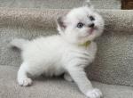 Oliver - Ragdoll Kitten For Sale - Newark&comma; DE&comma; US