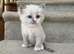 Clover - Ragdoll Kitten For Sale - 