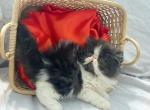 Rachel - Exotic Kitten For Sale - Milford&comma; OH&comma; US