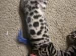 Oleopt1 - Bengal Kitten For Sale - Oklahoma City&comma; OK&comma; US