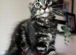 Luna and Emmetts Miles - Maine Coon Kitten For Sale - New Albany&comma; OH&comma; US