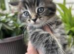 Ragdoll mix - Ragdoll Kitten For Sale - 