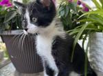 Tuxedo and Russian blue mix - Domestic Kitten For Sale - Hamtramck&comma; MI&comma; US