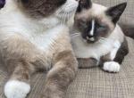 Versace - Ragdoll Kitten For Adoption - Chicago&comma; IL&comma; US