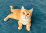 Scottish Straight male - Scottish Straight Kitten For Sale - 