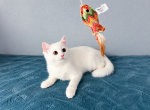 White Scottish Straight Female - Scottish Straight Kitten For Sale - 