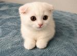 Scottish Fold female - Scottish Fold Kitten For Sale - 