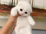 Scottish Fold Male - Scottish Fold Kitten For Sale - 
