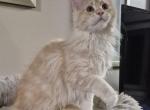 Clio - Maine Coon Kitten For Sale - Staten Island&comma; NY&comma; US