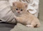 Golden British Shorthair boy - British Shorthair Kitten For Sale - City Of Spokane Valley&comma; WA&comma; US
