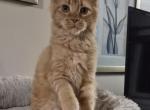 Carmen - Maine Coon Kitten For Sale - Staten Island&comma; NY&comma; US