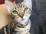 May Kitties - Bengal Kitten For Sale - Melbourne&comma; FL&comma; US