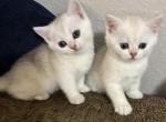 Skat - Brazilian Shorthair Kitten For Sale