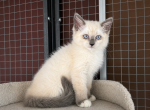 RagDoll x Siamese Cross kittens - Ragdoll Kitten For Sale - Dixon&comma; MO&comma; US