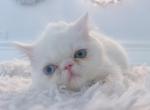 Odd Eyed Baby - Persian Kitten For Sale - Tampa&comma; FL&comma; US