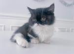 Stripe - Munchkin Kitten For Sale - Tampa&comma; FL&comma; US