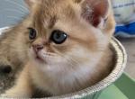 Cashmere - Scottish Straight Kitten For Sale/Service - W Springfield&comma; MA&comma; US