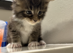 John Henry - Maine Coon Kitten For Sale - OH&comma; US