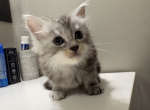 George Meowington - Maine Coon Kitten For Sale - OH&comma; US