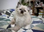 Minerva - Ragdoll Kitten For Sale - Tuscaloosa&comma; AL&comma; US