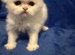 Marsh - Persian Kitten For Adoption - Long Beach&comma; CA&comma; US