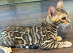 Tigger - Bengal Kitten For Sale - Howell&comma; MI&comma; US