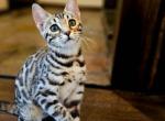 Mika - Bengal Kitten For Sale - Howell&comma; MI&comma; US