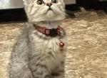 Keti - Scottish Fold Kitten For Sale - Philadelphia&comma; PA&comma; US