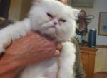 Sophia - Himalayan Cat For Sale - NY&comma; US