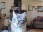 Jasmine - Siamese Cat For Sale - 