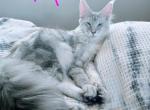Malibuboo - Maine Coon Cat For Sale - 