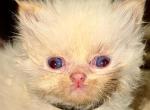 Flames - Ragdoll Kitten For Sale - 