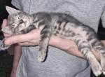 1 boy - Manx Kitten For Sale - Willow Spring&comma; NC&comma; US