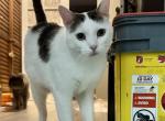 Meadows - Domestic Cat For Adoption - Sandusky&comma; OH&comma; US