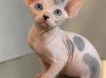 Sphynx kitten - Sphynx Kitten For Sale - Westfield&comma; MA&comma; US