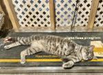 Loki - Domestic Cat For Adoption - Sandusky&comma; OH&comma; US