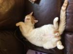 Orange tabby - Domestic Kitten For Sale - 