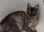 pearl - Maine Coon Kitten For Adoption - Arden&comma; NV&comma; US