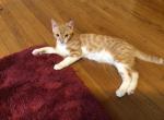 Orange tabby - Domestic Kitten For Sale - Nottingham&comma; MD&comma; US