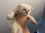Skiee the Blue eyes girl - Scottish Fold Kitten For Sale - Phila&comma; PA&comma; US