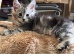 Cosmo - Maine Coon Kitten For Sale - Bechtelsville&comma; PA&comma; US