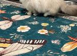 Siberian Adult Male - Siberian Cat For Sale/Service - Cumming&comma; GA&comma; US
